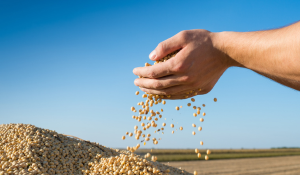 soybean microbial load