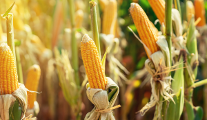 Corn microbial load