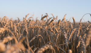 Wheat midd microbial load